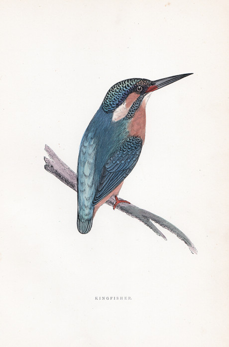 Incisione a colori d’epoca, di Francis O. Morris