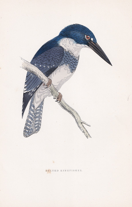 Incisione a colori d’epoca, di Francis O. Morris