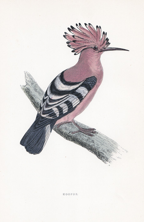 Incisione a colori d’epoca, di Francis O. Morris