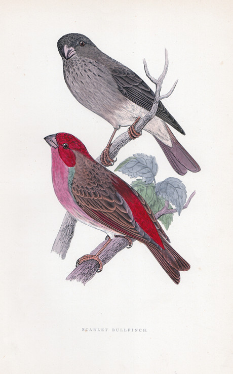 Incisione a colori d’epoca, di Francis O. Morris