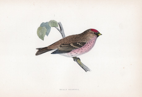 Incisione a colori d’epoca, di Francis O. Morris
