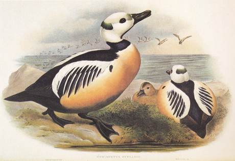 Anatre di John Gould, litografia