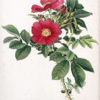 Rose, cromolitografia di Ellen Ann Willmott Rose, cromolitografia di Ellen Ann Willmott