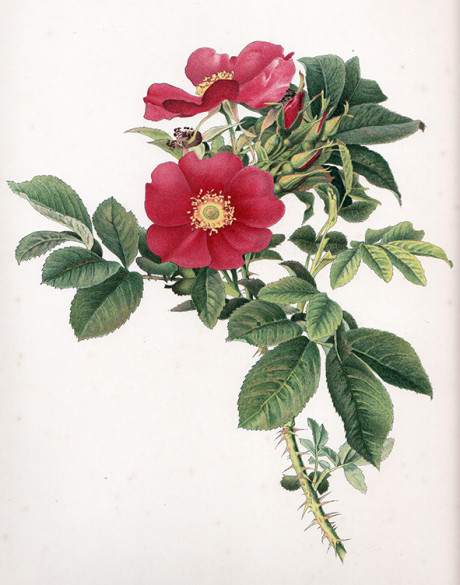 Rose, cromolitografia di Ellen Ann Willmott