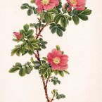 Rose, cromolitografia di Ellen Ann Willmott Rose, cromolitografia di Ellen Ann Willmott