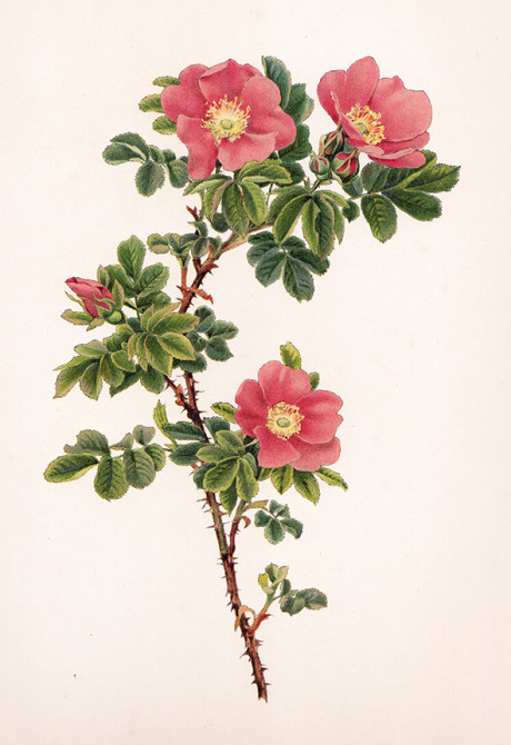 Rose, cromolitografia di Ellen Ann Willmott