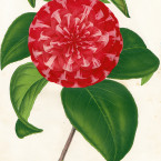Iconographie de Camellias, litografia di L. Stroobant Iconographie de Camellias, litografia di L. Stroobant
