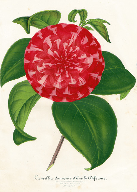 Iconographie de Camellias, litografia di L. Stroobant