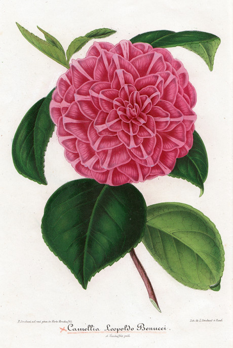 Iconographie de Camellias, litografia di L. Stroobant