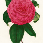 Iconographie de Camellias, litografia di L. Stroobant Iconographie de Camellias, litografia di L. Stroobant