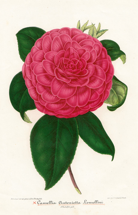 Iconographie de Camellias, litografia di L. Stroobant