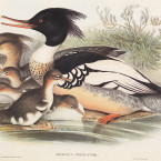 Anatre di John Gould, litografia Anatre di John Gould, litografia