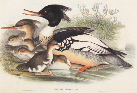 Anatre di John Gould, litografia