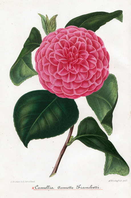 Iconographie de Camellias, litografia di L. Stroobant