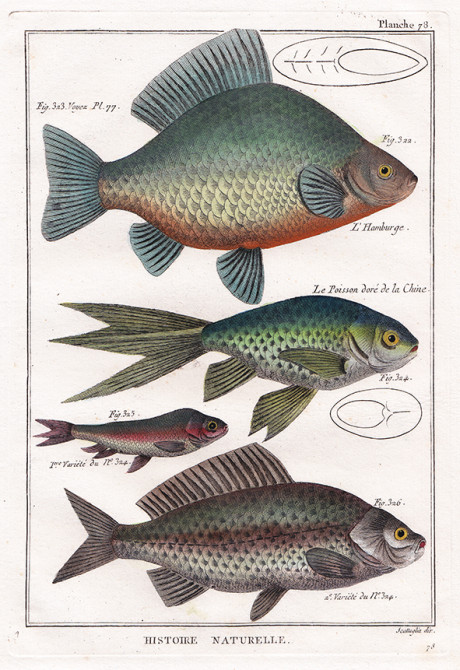 Acquaforte dall’Encyclopédie Méthodique, 1770