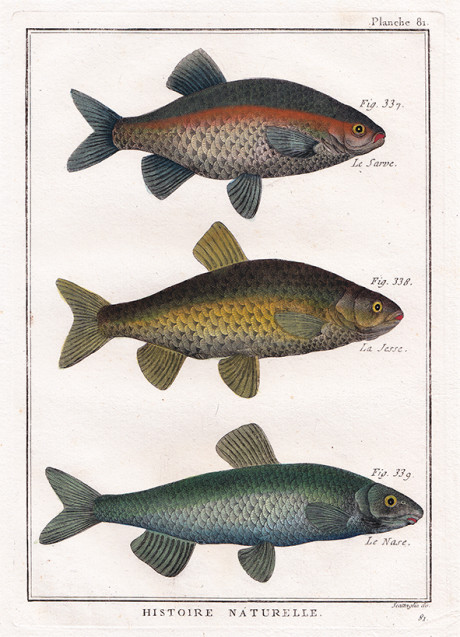 Acquaforte dall’Encyclopédie Méthodique, 1770
