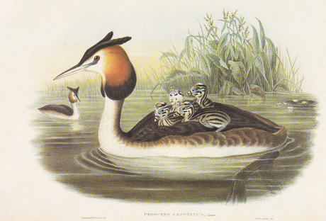 Anatre di John Gould, litografia