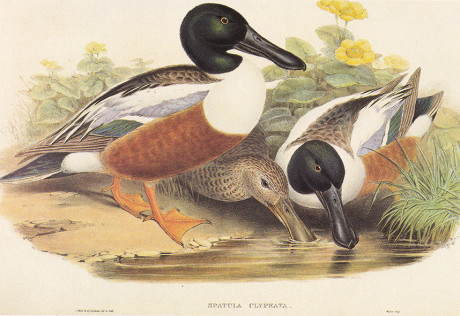 Anatre di John Gould, litografia