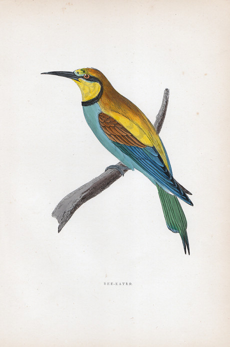 Incisione a colori d’epoca, di Francis O. Morris
