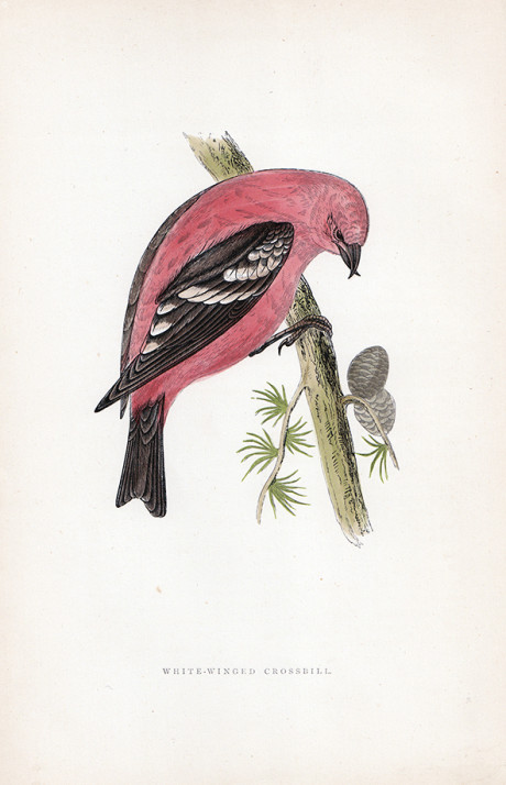 Incisione a colori d’epoca, di Francis O. Morris