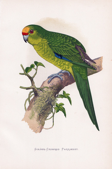 Incisione a colori d’epoca, di Alexander Francis Lydon