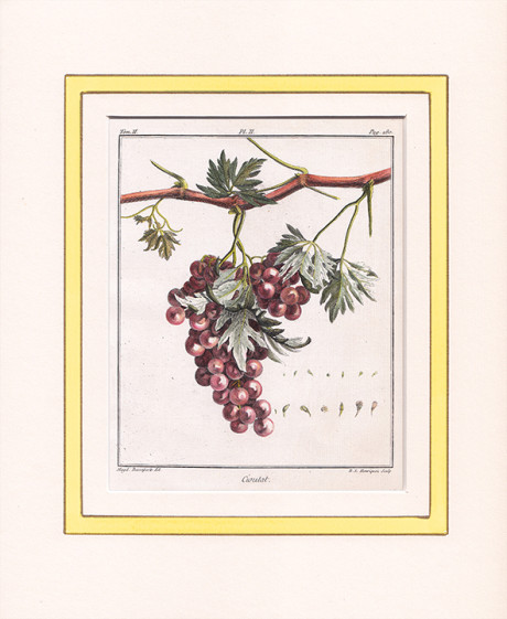 Acquaforte di Claude Aubriet