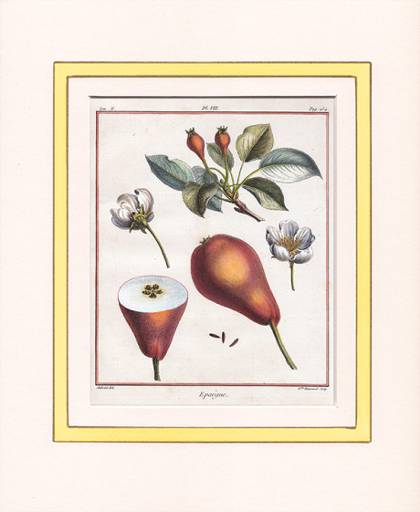 Acquaforte di Claude Aubriet
