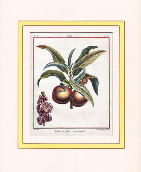Acquaforte di Claude Aubriet