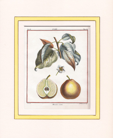 Acquaforte di Claude Aubriet