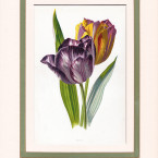 Tulipani, Wild Flowers di F. Edward Hulme Tulipani, Wild Flowers di F. Edward Hulme