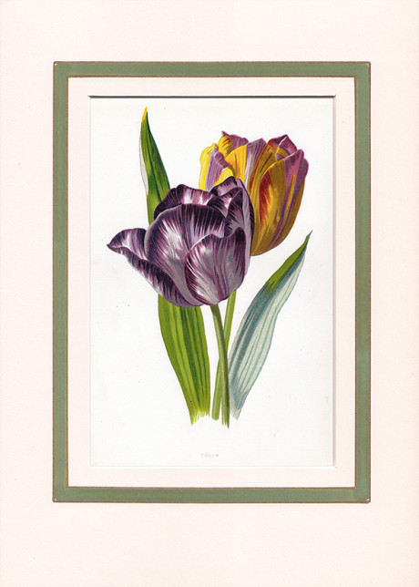 Tulipani, Wild Flowers di F. Edward Hulme