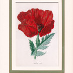 Papavero, Wild Flowers di F. Edward Hulme Papavero, Wild Flowers di F. Edward Hulme