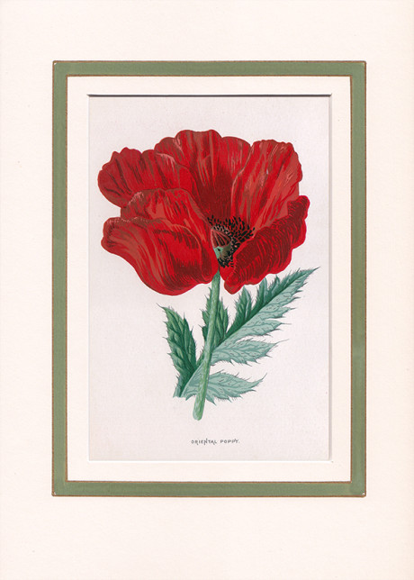 Papavero, Wild Flowers di F. Edward Hulme