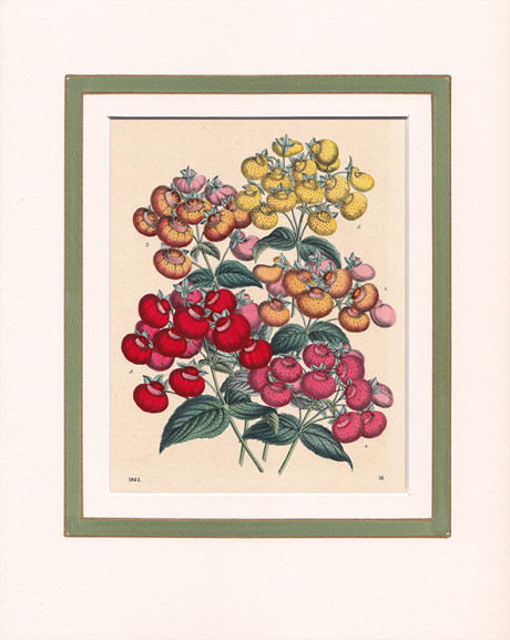 Incisione acquerellata in epoca, 1861