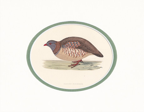 Incisione acquerellata di F. O. Morris