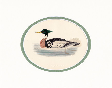 Incisione acquerellata di F. O. Morris
