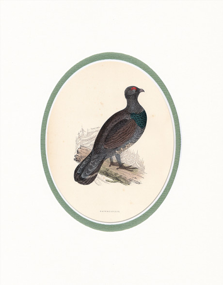 Incisione acquerellata di F. O. Morris